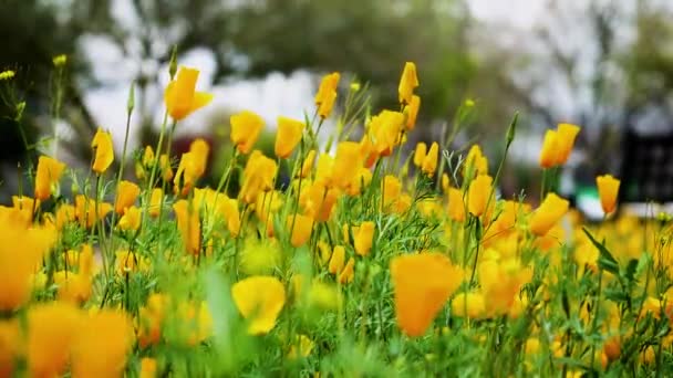 Pole Powolnego Ruchu Żółtych Kwiatów Maku Powolny Ruch Żółte Kwiaty — Wideo stockowe