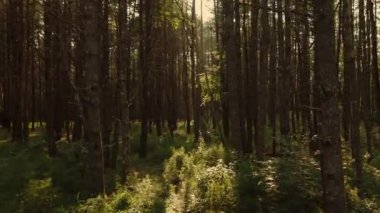 Ormanda huzurlu bir sabah