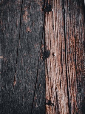 Tahta bir çitin yakınında.