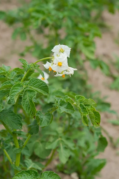 Цветущий Картофель Белые Картофельные Цветы Саду — стоковое фото