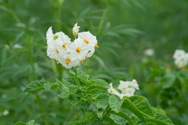 Çiçekli Patatesler Bahçede Beyaz Patates Çiçekleri — Stok fotoğraf