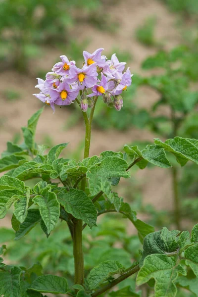 在花园里开花的土豆 紫色的土豆花 — 图库照片