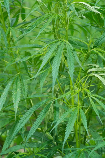 Las Plantas Industriales Cáñamo Crecen Campo Cannabis Sativa Antecedentes Creados — Foto de Stock