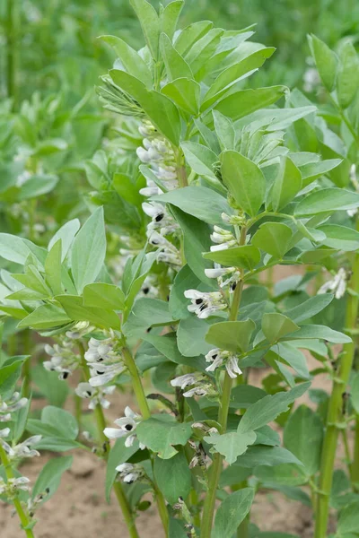 広い豆のブルーミングプラント ピグビーン と庭に白い花 — ストック写真