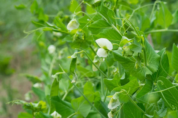 在花园里种着白花的绿豆 豌豆花的特写 — 图库照片