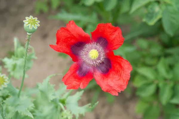 Красный Сад Маки Цветы Размытом Фоне — стоковое фото