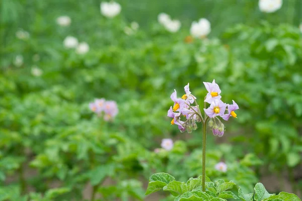 Bloeiende Aardappelen Paarse Aardappelbloemen Tuin — Stockfoto