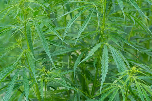 Industriella Hampväxter Växer Fältet Cannabis Sativa Bakgrund Skapad Naturen — Stockfoto