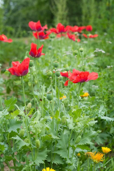 Червоний Сад Маки Квіти Розмитому Фоні — стокове фото