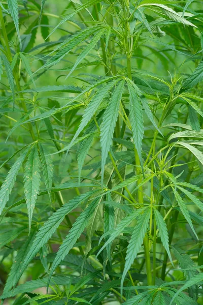 Industriella Hampväxter Växer Fältet Cannabis Sativa Bakgrund Skapad Naturen — Stockfoto