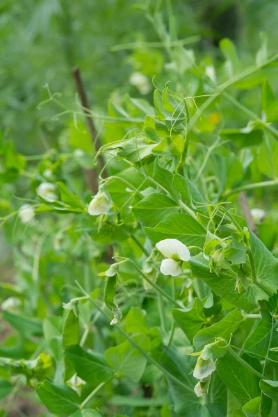 Pianta Pisello Verde Con Fiore Bianco Giardino Primo Piano Dei — Foto Stock