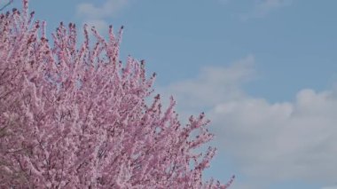 Mavi gökyüzüne karşı pembe çiçeklerle kaplı kiraz ağacı