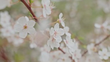 Ağaç dalında narin beyaz çiçekler açar.