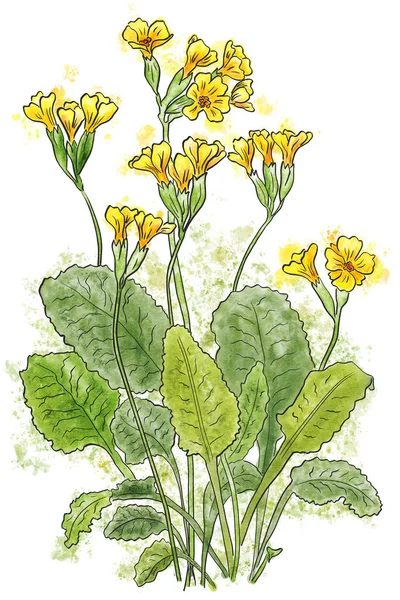 Watercolor Illustration Primula Veris Cowslip Yellow Flowers — Foto de Stock