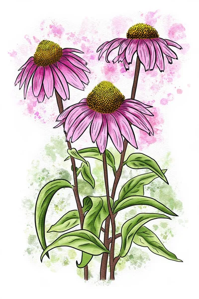 Watercolor Illustration Echinacea White Background — Stockfoto