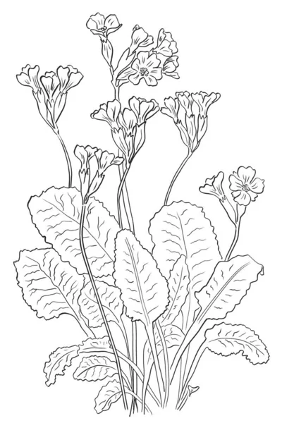 Watercolor Illustration Primula Veris Cowslip Yellow Flowers — Φωτογραφία Αρχείου