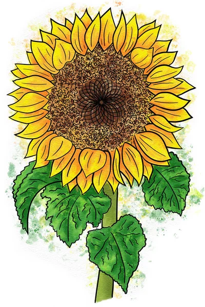Watercolor Illustration Sunflower White Background — Stockfoto