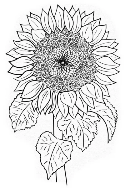 illustration of a sunflower with white background