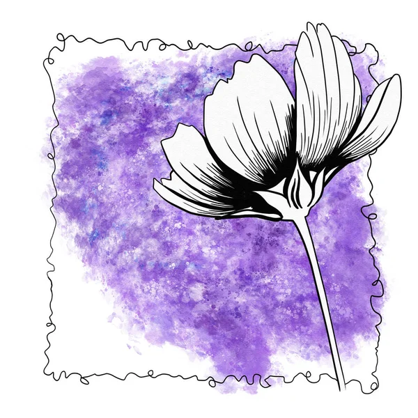 Linha Desenho Tinta Flor Cosmos Com Fundo Aquarela Como Cartão — Fotografia de Stock