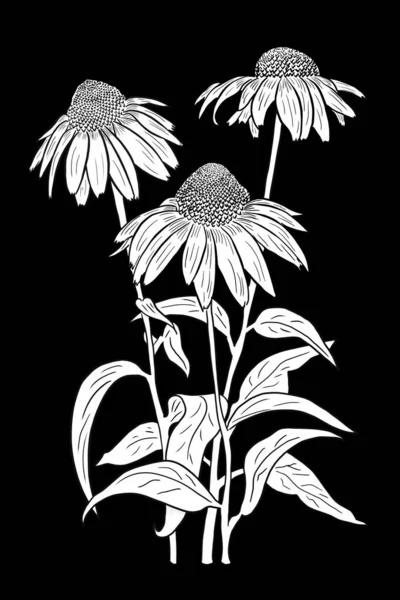 Linie Cerneală Desen Flori Cosmos Fundal Negru Felicitare — Fotografie, imagine de stoc