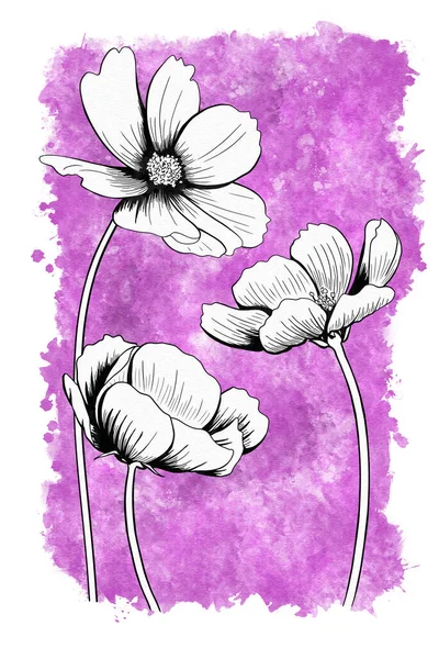 Linje Bläck Ritning Kosmos Blomma Med Akvarell Bakgrund Som Gratulationskort — Stockfoto