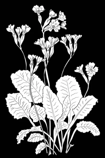 Línea Tinta Dibujo Primula Veris Cowslip Sobre Fondo Negro Como —  Fotos de Stock