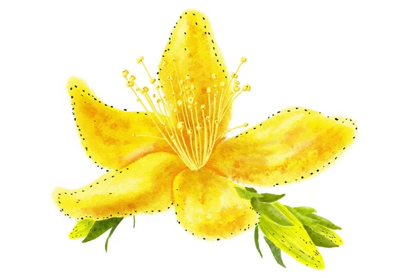 Ilustracja Dziurawca Kwiat Akwarelach Białym Tle — Zdjęcie stockowe