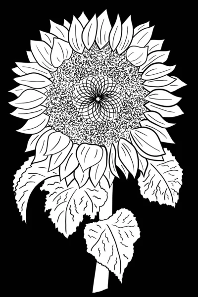 line ink drawing of a sunflower on black background as greeting card
