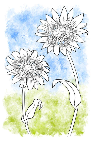 Чернила Линии Рисунок Двух Цветочных Маргаритки Красочном Фоне — стоковое фото