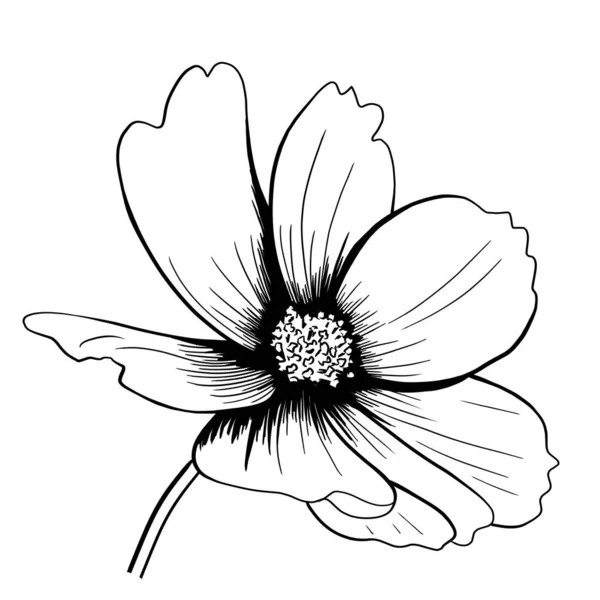line ink drawing of cosmos flower in black and white as greeting card
