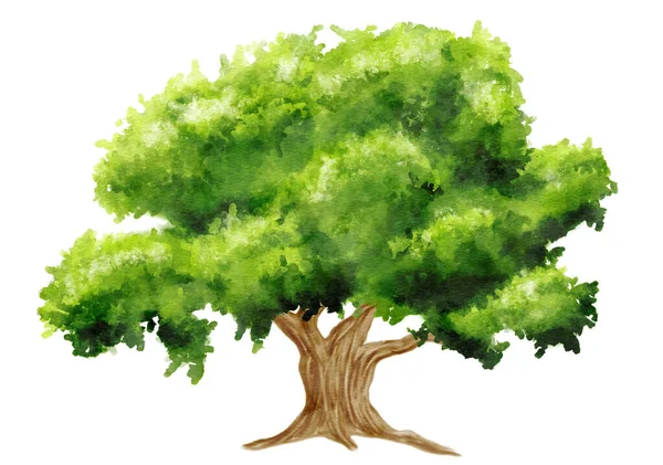 白い背景に手塗りの緑の木の水彩画 — ストック写真