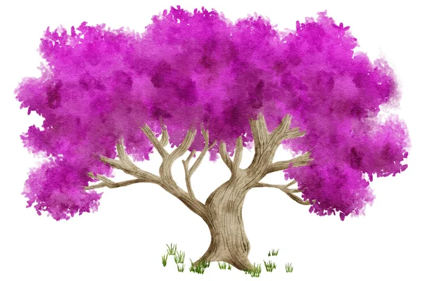 Акварельная Иллюстрация Ручной Росписи Розового Дерева Белом Фоне — стоковое фото
