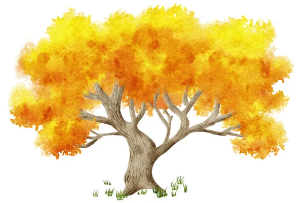 Aquarel Illuastratie Van Hand Geschilderde Herfstboom Witte Achtergrond — Stockfoto