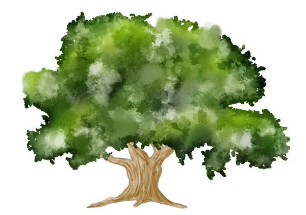 Akwarela Ilustracja Ręcznie Malowane Zielone Drzewo Białym Tle — Zdjęcie stockowe