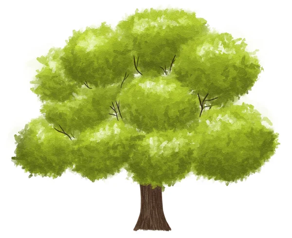 Акварельная Иллюстрация Зеленого Дерева Ручной Работы Белом Фоне — стоковое фото