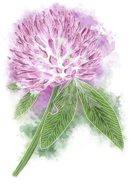 Ilustracja Czerwonej Koniczyny Kwiat Strony Rysowane Akwarelami — Zdjęcie stockowe