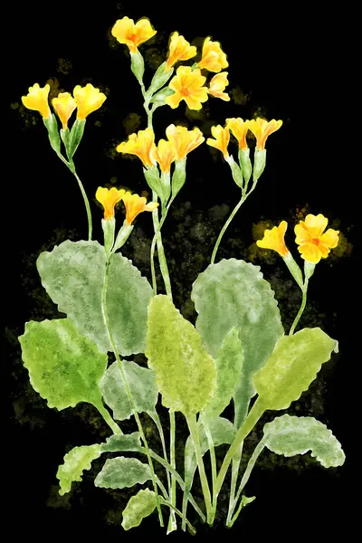 Akwarela Ilustracja Primula Veris Cowslip Żółtymi Kwiatami Czarnym Tle Jako — Zdjęcie stockowe