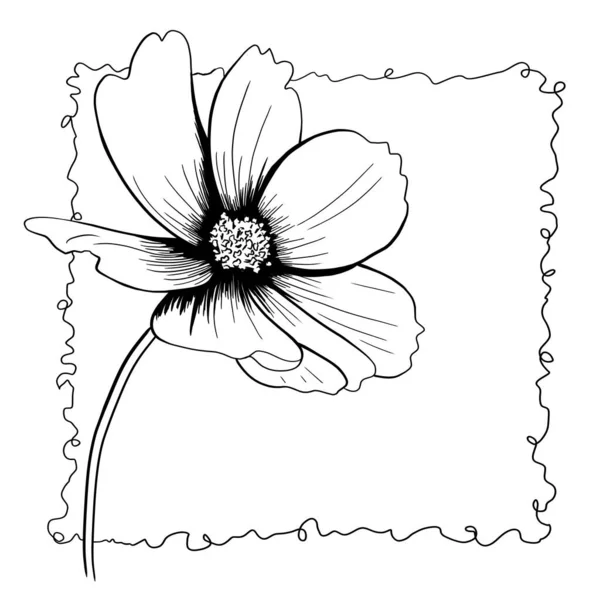 Línea Tinta Dibujo Del Cosmos Flor Blanco Negro Como Tarjeta Fotos de stock