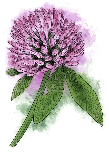 Ilustracja Czerwonej Koniczyny Kwiat Strony Rysowane Akwarelami — Zdjęcie stockowe