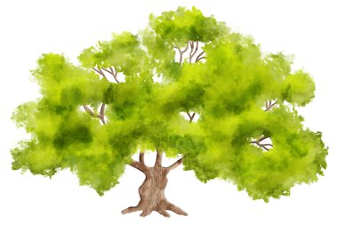 Beyaz arkaplanda elle boyanmış yeşil ağacın suluboya çizimi 