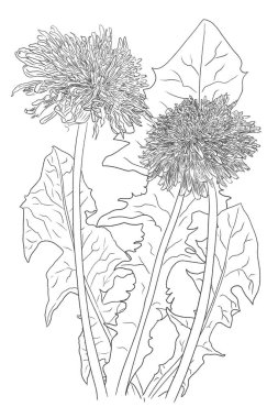 Karahindiba çiçeklerinin ve beyaz arkaplanda yaprakların resim çizimi 