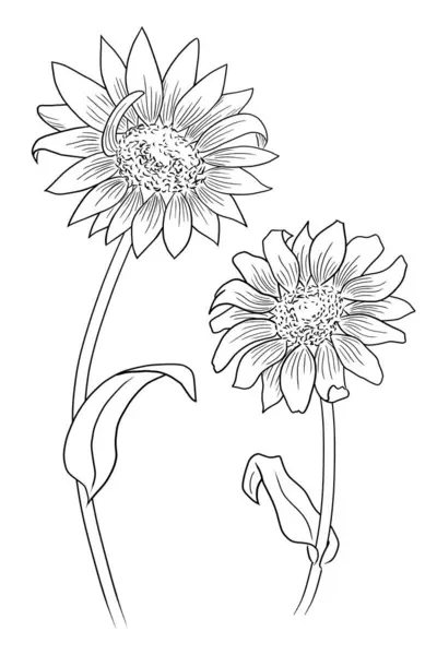 Line Ink Drawing Two Daisy Flowers White Background Stock Image
