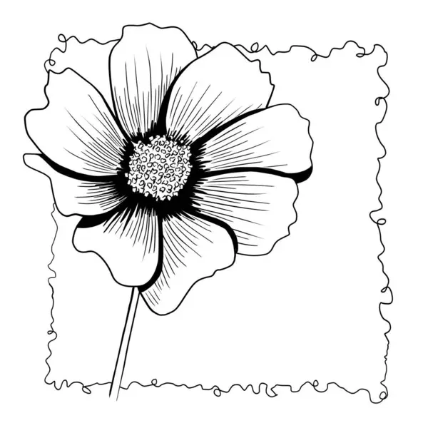 Línea Tinta Dibujo Del Cosmos Flor Blanco Negro Como Tarjeta Fotos De Stock Sin Royalties Gratis
