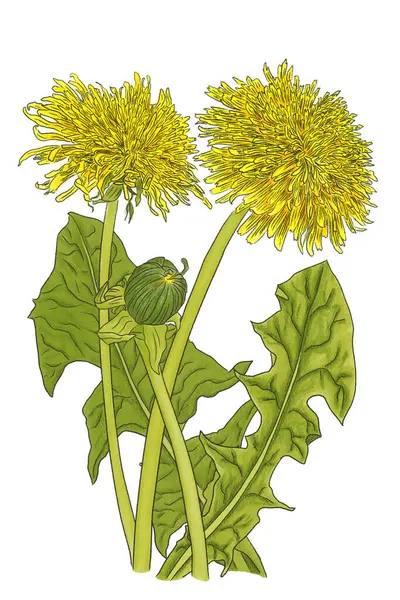 Ručně Kreslené Ilustrace Žluté Pampelišky Květiny Zelené Listy Bílém Pozadí Stock Snímky