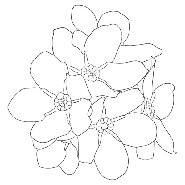 Beyaz Arka Planda Unutma Beni Çiçeklerinin Çizimi Stok Fotoğraf