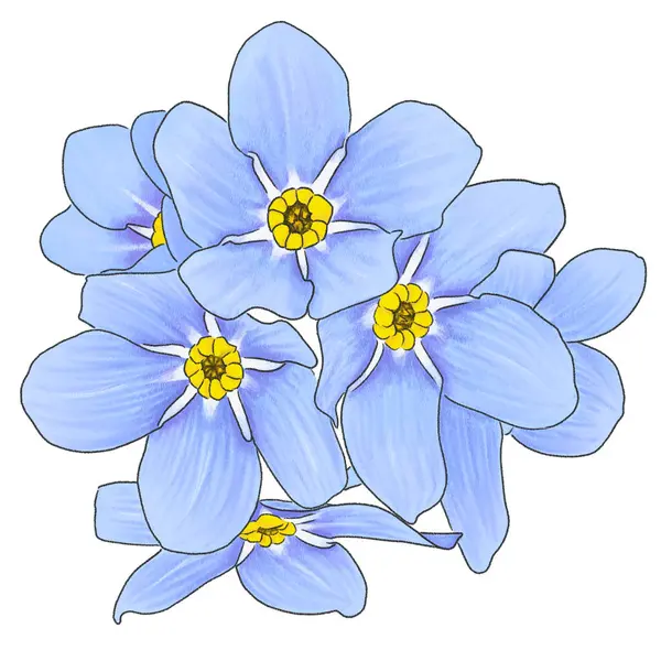 Ručně Kreslené Ilustrace Zapomenutých Květin Bílém Pozadí Stock Fotografie