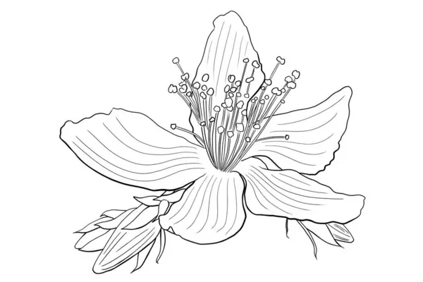 Γραμμή Μελάνι Σχέδιο Από Λουλούδι Βαλσαμόχορτο Του Αγίου Ιωάννη Λευκό Φωτογραφία Αρχείου