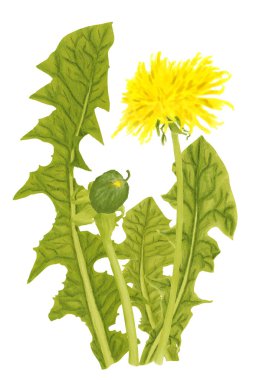 Beyaz arka planda sarı karahindiba çiçekleri ve yeşil yaprakların çizimi 