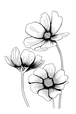 Kozmos çiçeğinin siyah beyaz çizgi çizimi tebrik kartı olarak.