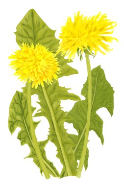 Beyaz arka planda sarı karahindiba çiçekleri ve yeşil yaprakların çizimi 